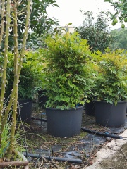 Nandina domestica Thunb.