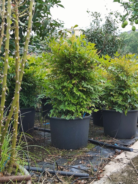 Nandina domestica Thunb.