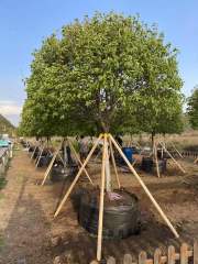 Padus virginiana 'Canada Red'