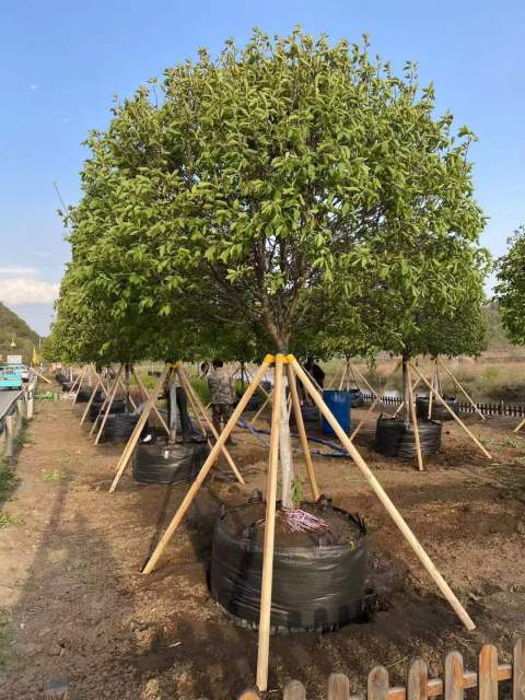 Padus virginiana 'Canada Red'