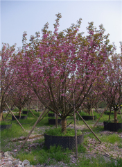 Prunus serrulata var. lannesiana