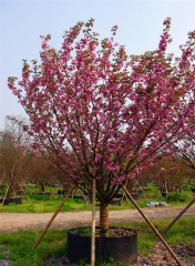 Prunus serrulata var. lannesiana