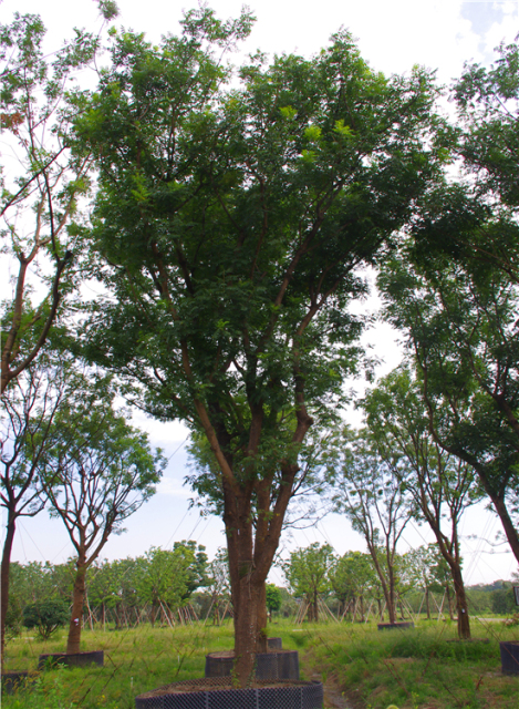 Pistacia chinensis Bunge