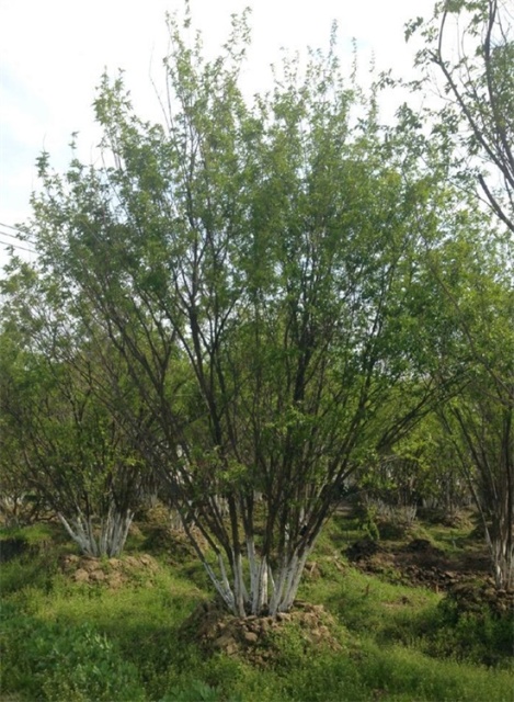Acer tataricum subsp. ginnala (Maxim.) Wesm.