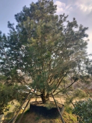 Pinus bungeana Zucc. ex Endl.