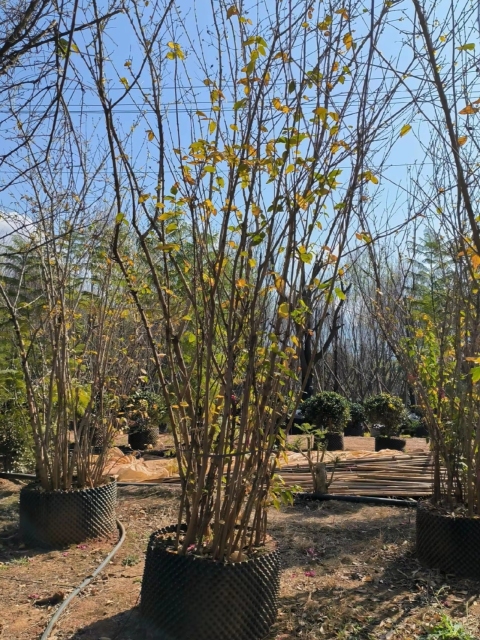 Chimonanthus praecox (L.) Link