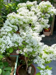 Chionanthus retusus Lindl. & Paxton