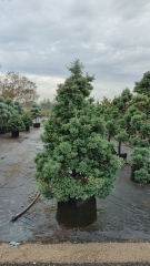 Chamaecyparis pisifera 'Boulevard'