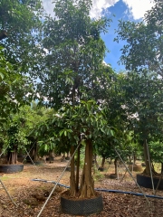 Ficus altissima Blume