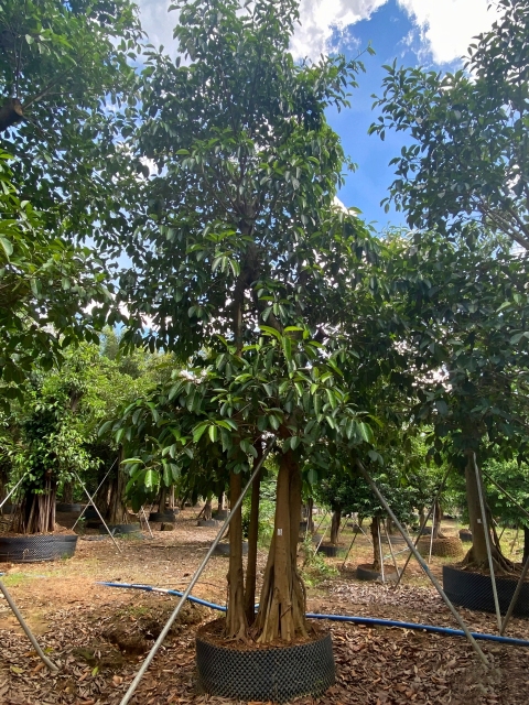 Ficus altissima Blume