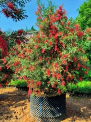 Callistemon viminalis