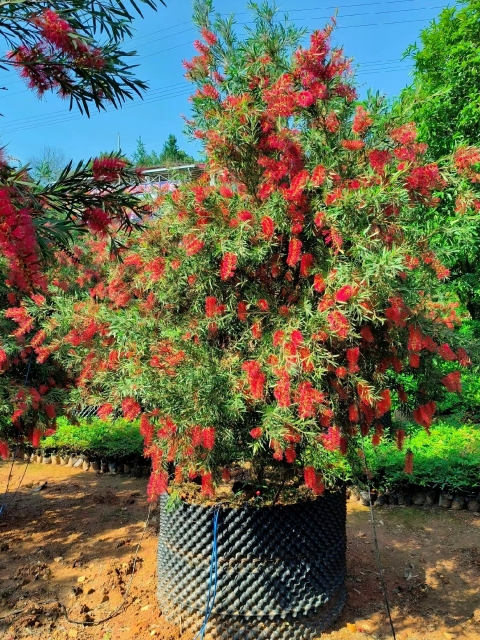 Callistemon viminalis