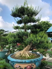 Buxus sinica (Rehder & E. H. Wilson) M. Cheng