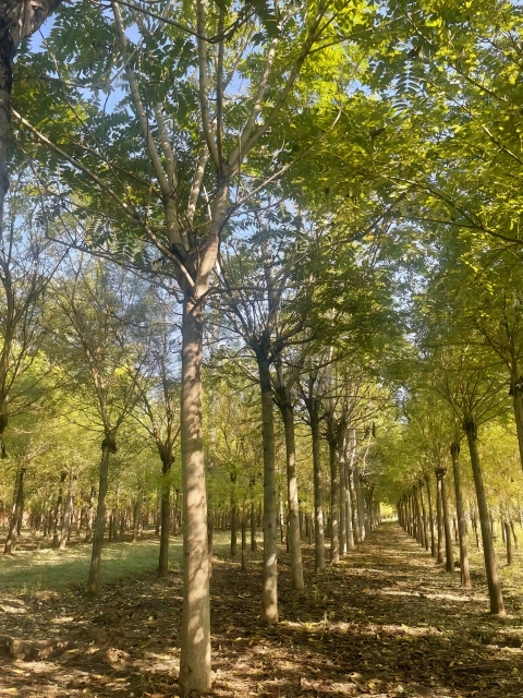 Ailanthus altissima (Mill.)
