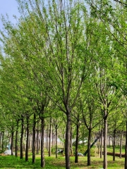 Cornus walteri Wangerin