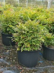 Nandina domestica Thunb.