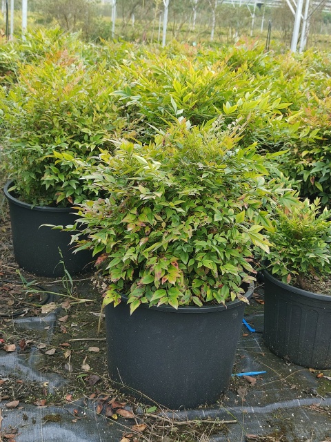 Nandina domestica Thunb.