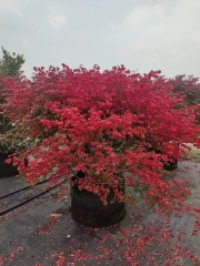 Euonymus alatus (Thunb.) Sieb