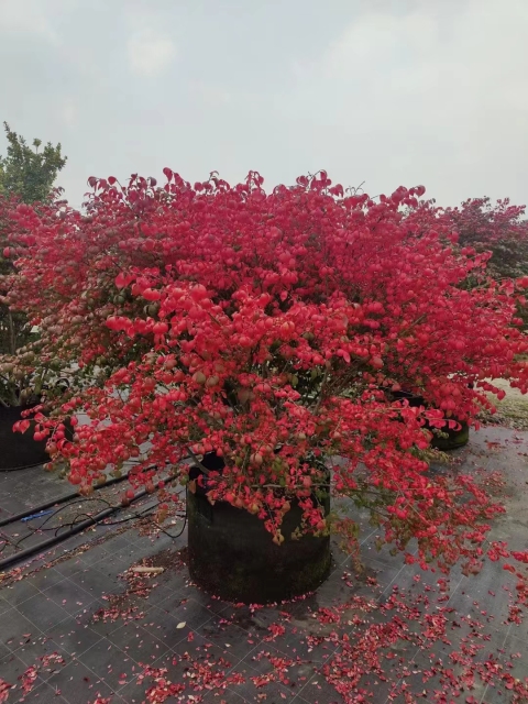 Euonymus alatus (Thunb.) Sieb