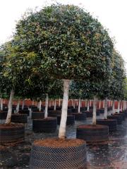 Osmanthus fragrans var. thunbergii