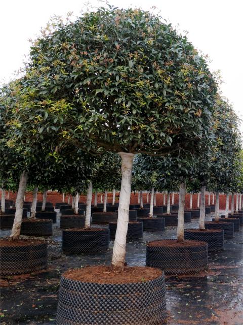Osmanthus fragrans var. thunbergii