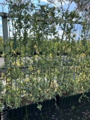 Trachelospermum jasminoides