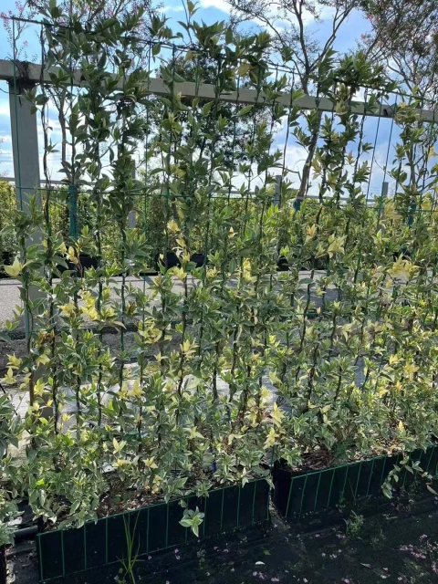 Trachelospermum jasminoides