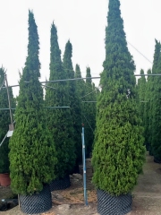 Sabina chinensis (L.) Ant. cv. Kaizuca