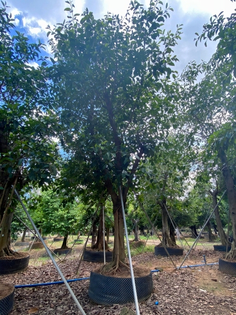 Ficus altissima Blume