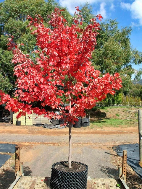 Acer negundo L.