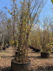 Chimonanthus praecox (L.) Link