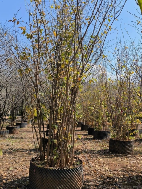 Chimonanthus praecox (L.) Link