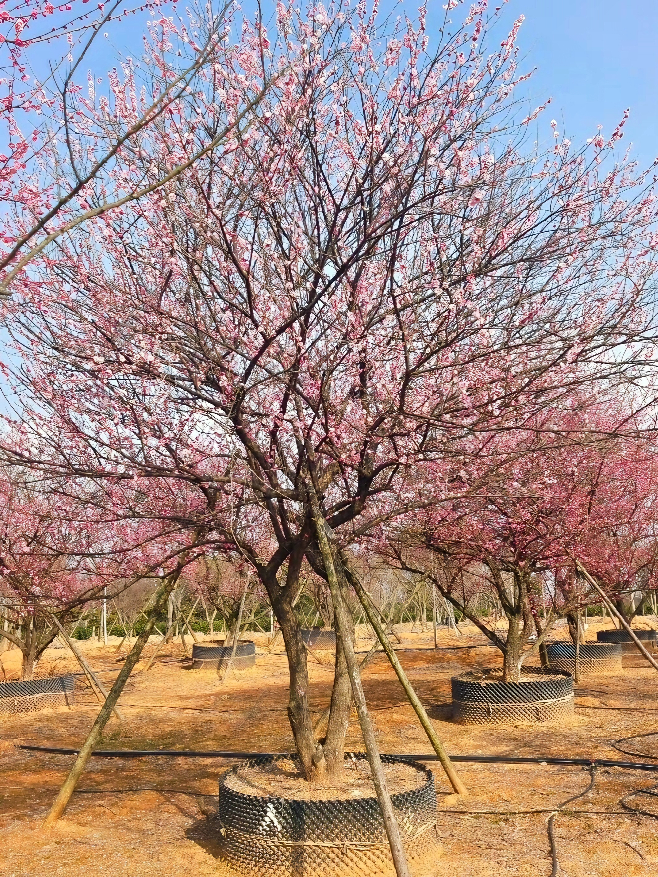 Prunus mume