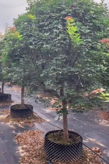 Acer truncatum Bunge