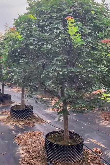 Acer truncatum Bunge