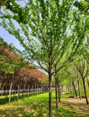 Cornus walteri Wangerin