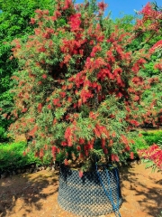 Callistemon viminalis