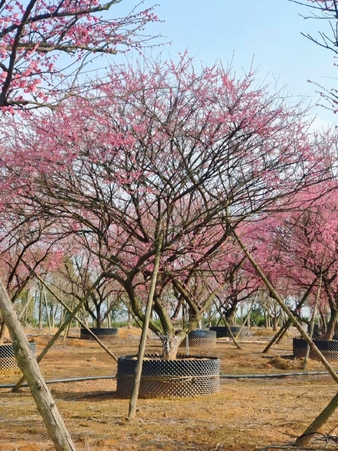 Prunus mume