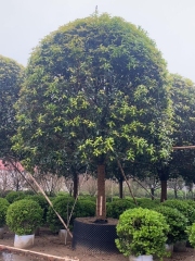 Osmanthus fragrans var. thunbergii