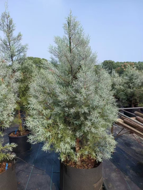 Cupressus glabra 'Blue Ice'