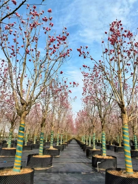 Koelreuteria paniculata