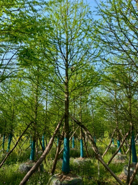 Pinus sylvestris var. mongholica Litv.