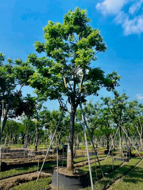 Koelreuteria bipinnata Franch.