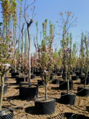 Malus × micromalus Makino