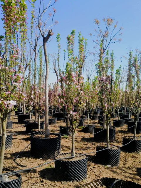 Malus × micromalus Makino