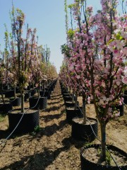 Malus × micromalus Makino