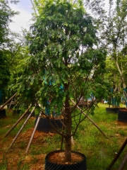 Taxus wallichiana var. chinensis