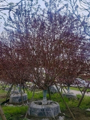 Prunus persica 'Atropurpurea'