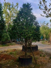 Taxus wallichiana var. chinensis