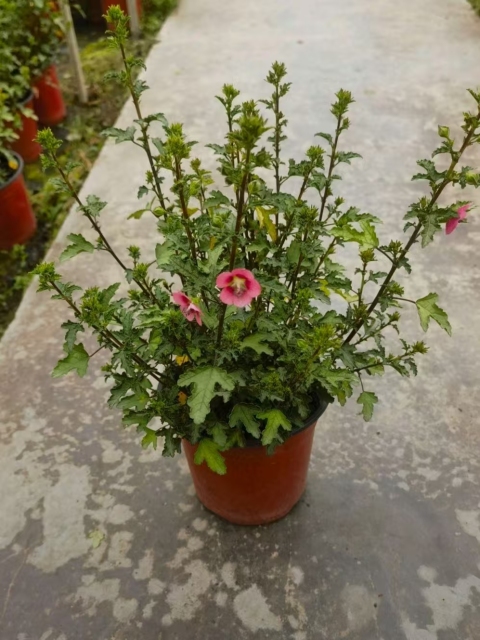 Hibiscus syriacus L.